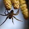 A spider hangs on inflorescence of hazel in a forest on the outskirts of Minsk, Belarus, March 21, 2019. 