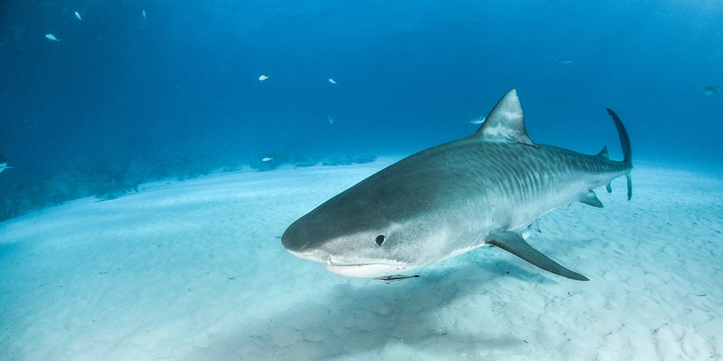 animal planet tiger shark