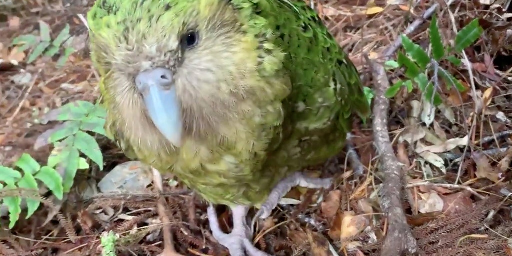 Rare Kakapo parrot produces strong breeding season, scientists say