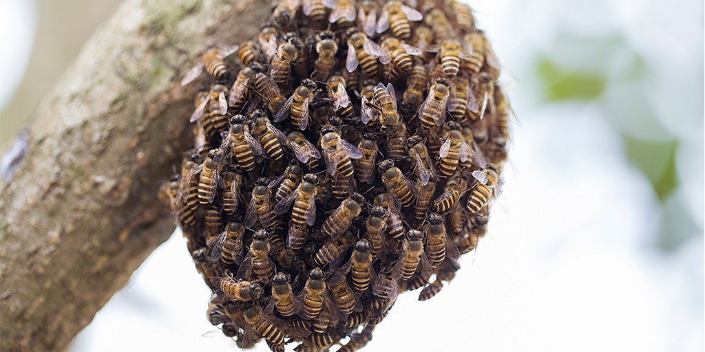 https://a57.foxnews.com/static.foxnews.com/foxnews.com/content/uploads/2019/04/1024/512/swarm-of-beees-istock.jpg?ve=1&tl=1