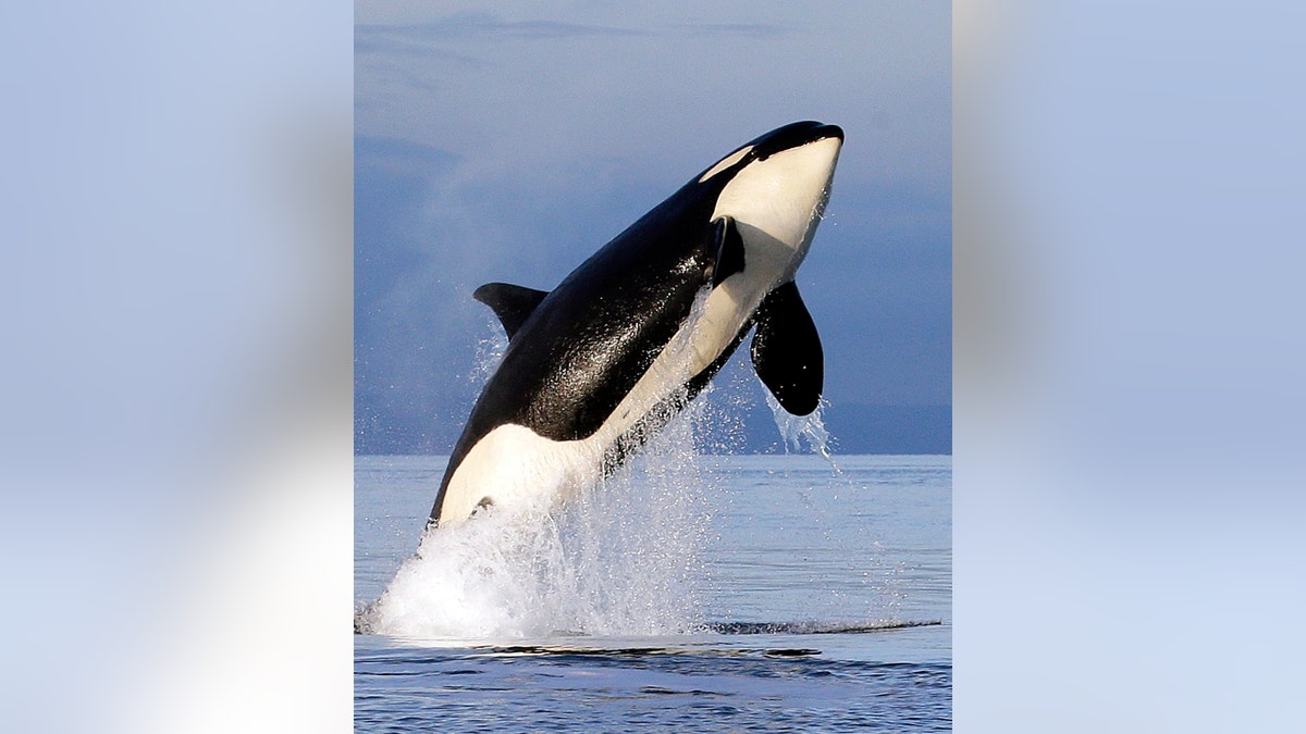 In this Jan. 18, 2014, file photo, an endangered southern resident female orca leaps from the water while breaching in Puget Sound, west of Seattle. 