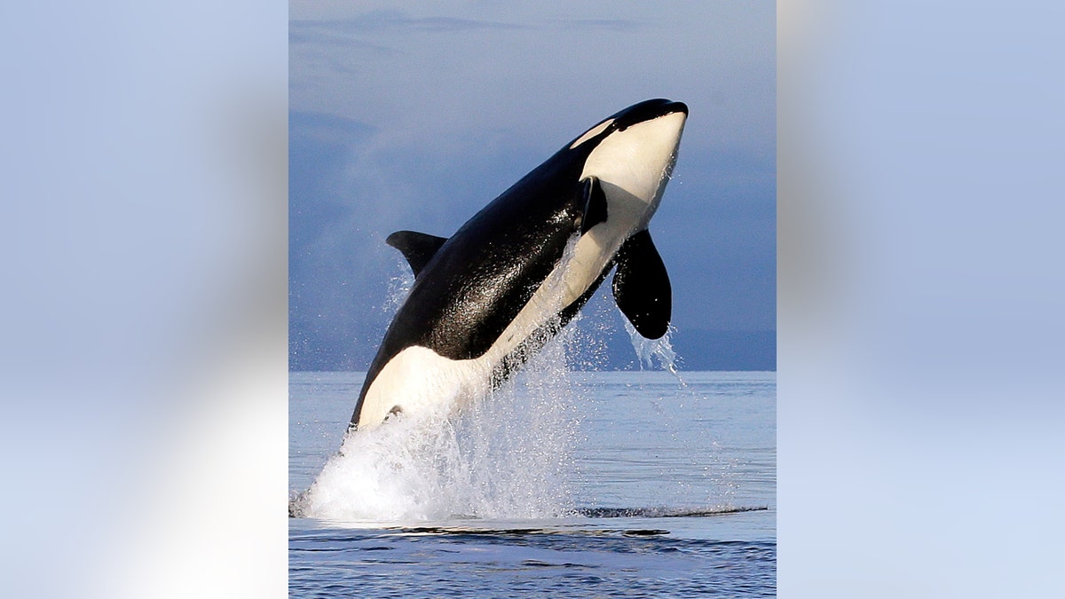 In this Jan. 18, 2014, file photo, an endangered southern resident female orca leaps from the water while breaching in Puget Sound, west of Seattle.