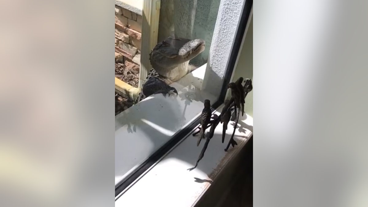 Donna Heiss shared footage of the gator bashing its snout against her window and door, writing later on Facebook that both were “all scratched up from the banging” and “could have shattered at any moment.”