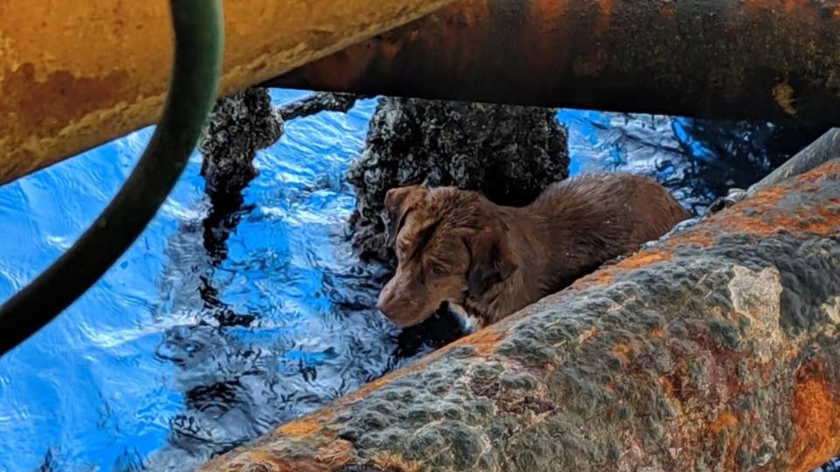 A stranded dog was spotted by oil rig workers clinging to a pole on the platform some 130 miles from shore in the Gulf of Thailand on Friday.