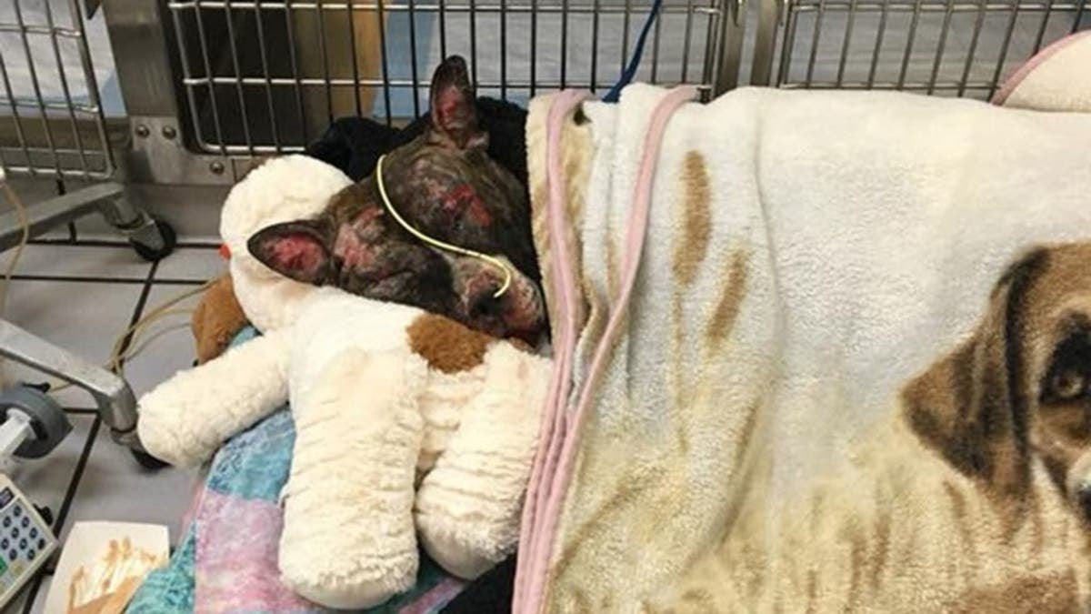 "Tommie," a male pit bull, died in February after animal control officials said he was "intentionally lit on fire."
