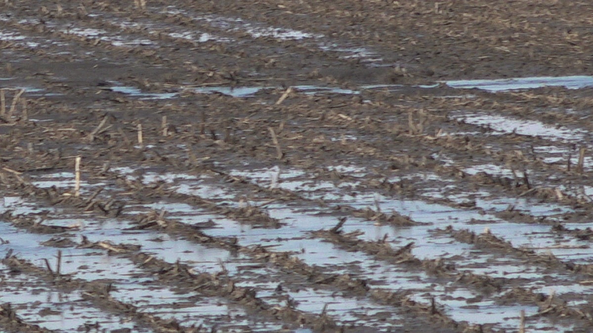 Flooded fields in Sidney, Iowa following historic flooding in Midwest. 