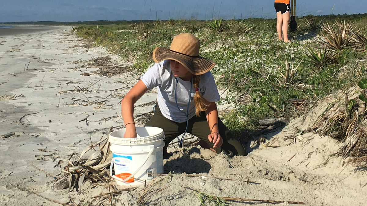 Loggerhead sea turtle nesting season begins on Georgia coast | Fox News