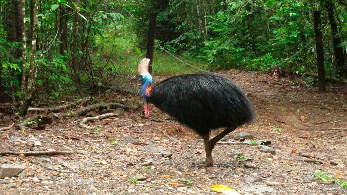 FILE - In this June 30, 2015, file photo, an endangered cassowary roams in the Daintree National Forest, Australia. On Friday, April 12, 2019, a cassowary, a large, flightless bird native to Australia and New Guinea, killed its owner when it attacked him after he fell on his property near Gainesville, Fla. Cassowaries are similar to emus and stand up to 6 feet (1.8 meters) tall and weigh up to 130 pounds (59 kilograms). (AP Photo/Wilson Ring, File)