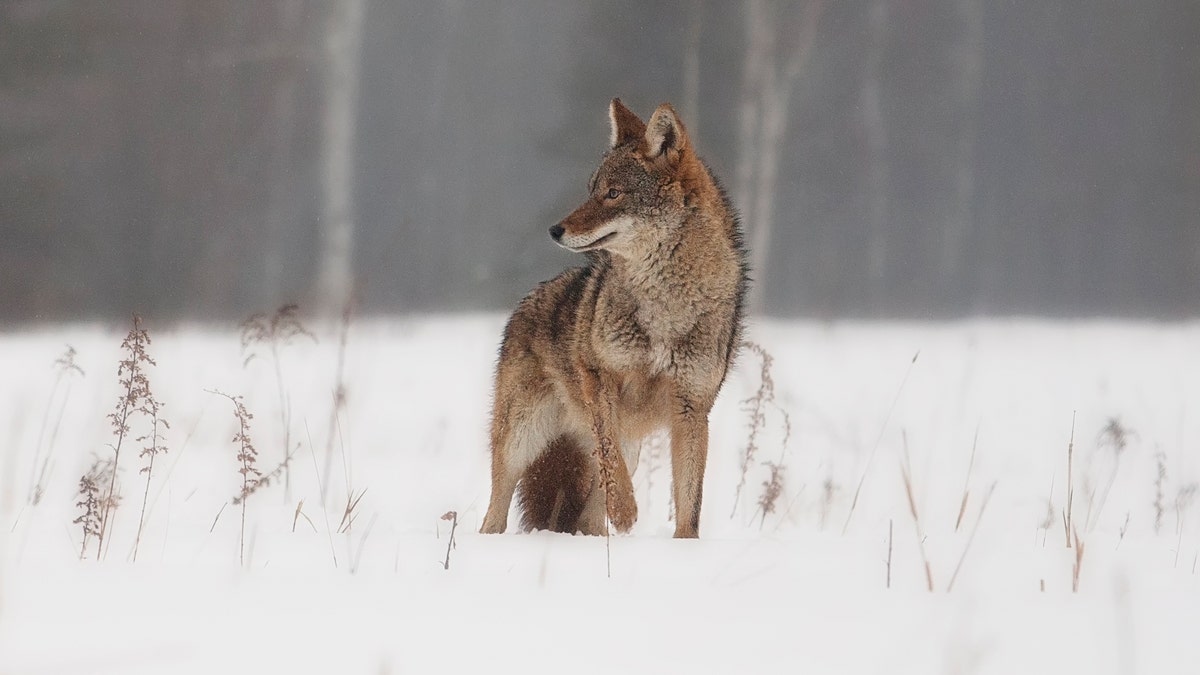 coyote stands in snow