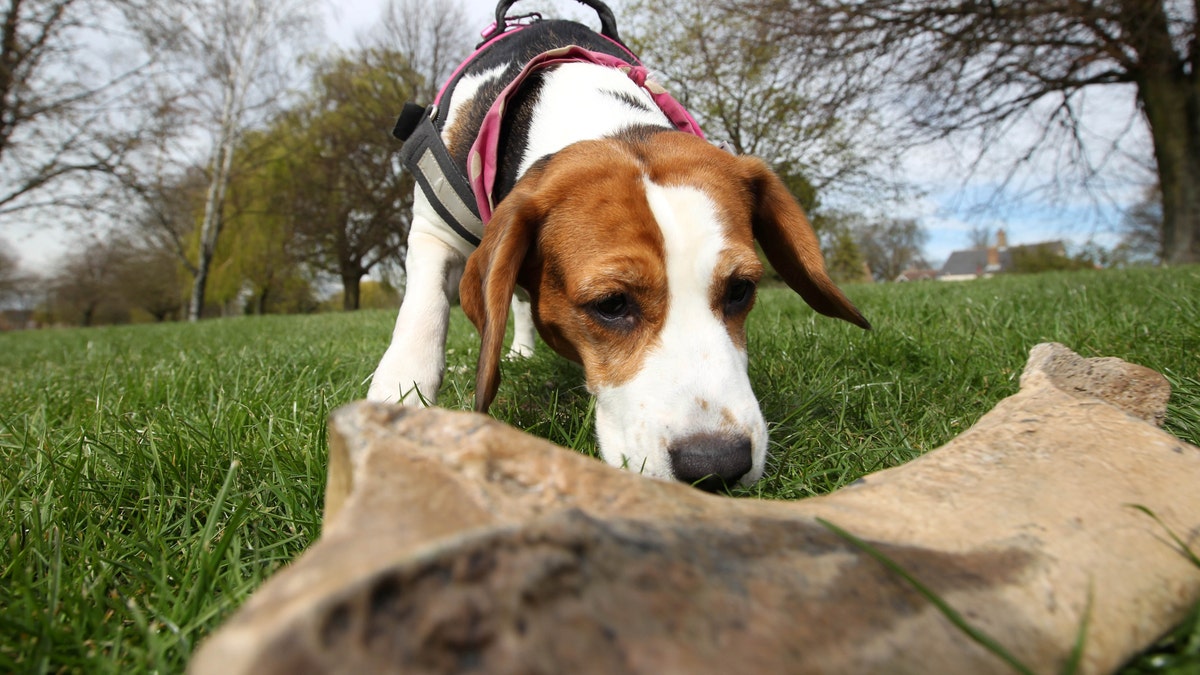 The 4-year-old beagle has been trained to sniff out prehistoric remains. (SWNS)