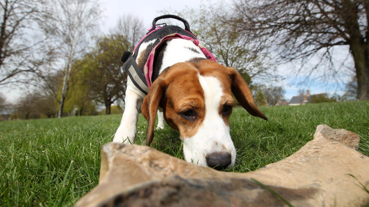 The 4-year-old beagle has been trained to sniff out prehistoric remains. (SWNS)