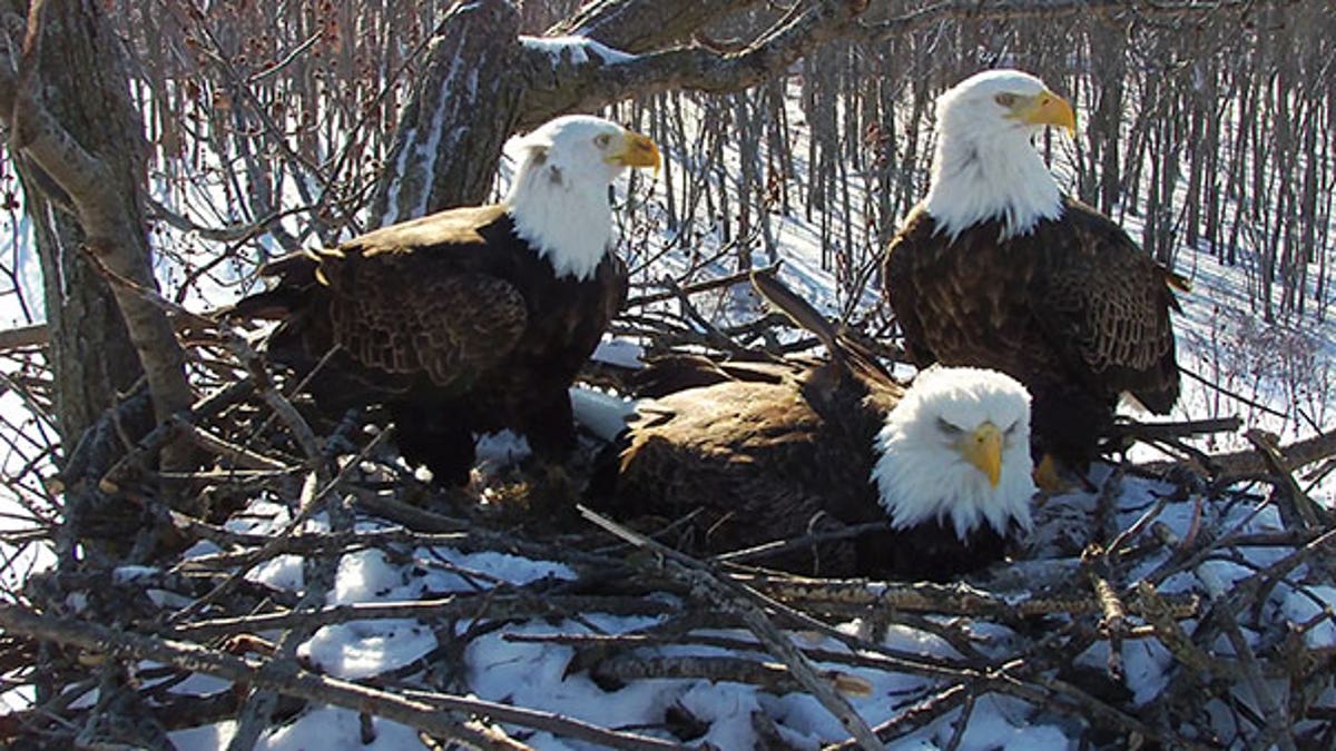The nesting bald eagle trio. (Photo courtesy of Stewards of Upper Mississippi River Refuge)