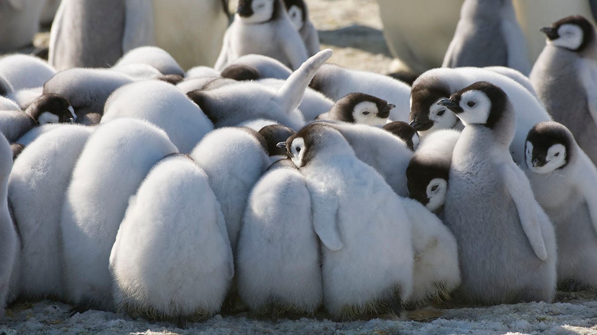 Scientists found that the distance of influence the penguin feces has depends more on the number of animals in the colony, not the region’s temperature or humidity. (Photo by Wolfgang Kaehler/LightRocket via Getty Images)