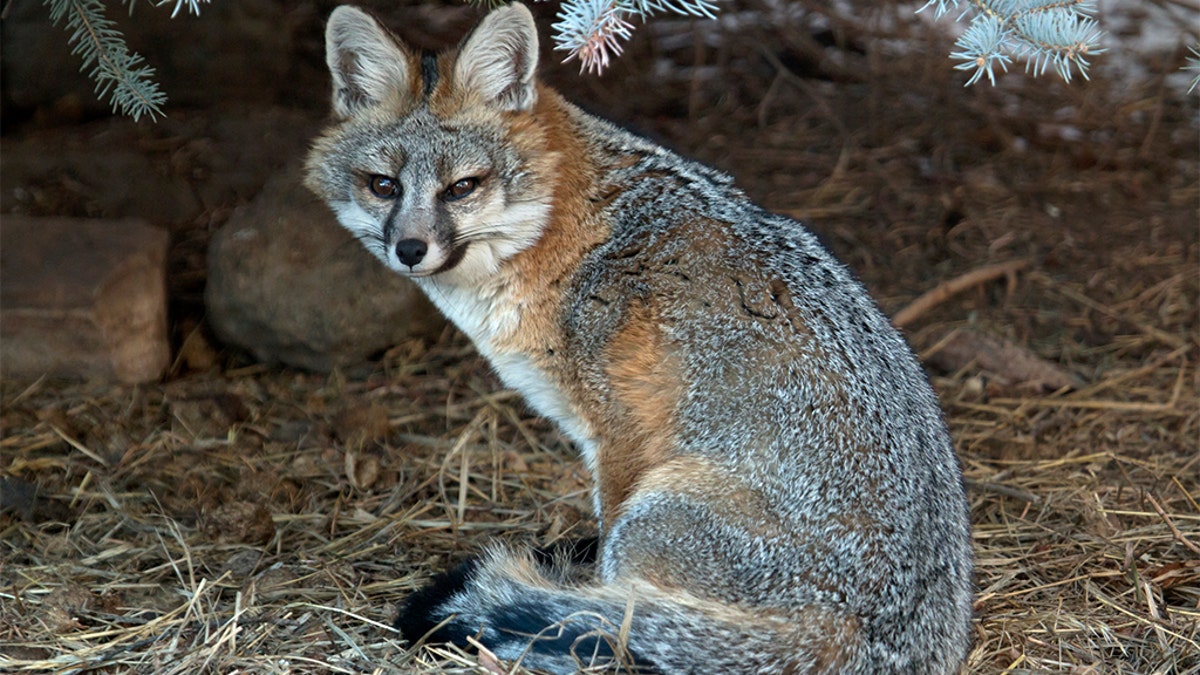 grey fox in woods