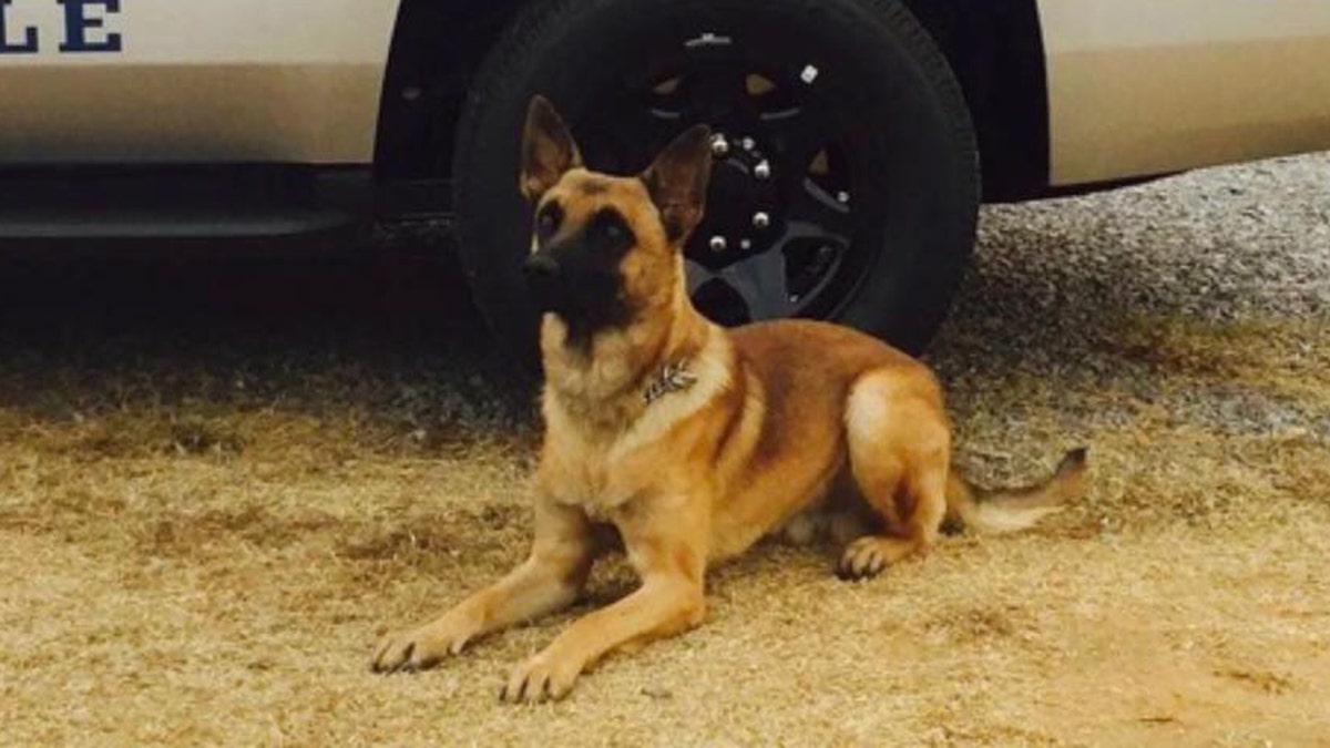 A K-9 in Tennessee is being hailed a hero after the dog helped stop a suspect fleeing a stolen vehicle Saturday evening, authorities said. (Knoxville Police Department)