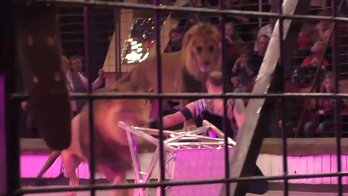 Moment of lion attack in Lugansk circus.
