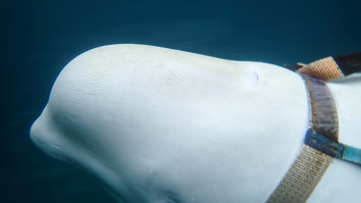 A beluga whale is seen as it swims next to a fishing boat before Norwegian fishermen removed the tight harness, swimming off the northern Norwegian coast Friday, April 26, 2019.