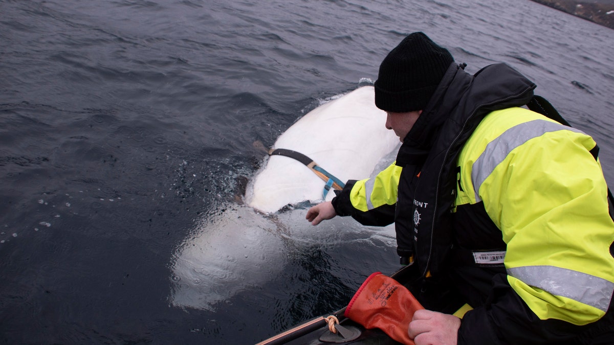 Joergen Ree Wiig tries to reach the harness attached to a beluga whale before the Norwegian fishermen were able to remove the tight harness, off the northern Norwegian coast Friday, April 26, 2019.