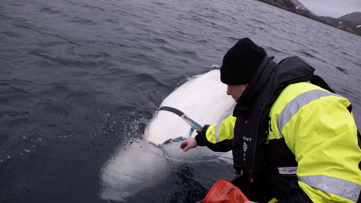 Joergen Ree Wiig tries to reach the harness attached to a beluga whale before the Norwegian fishermen were able to remove the tight harness, off the northern Norwegian coast Friday, April 26, 2019.