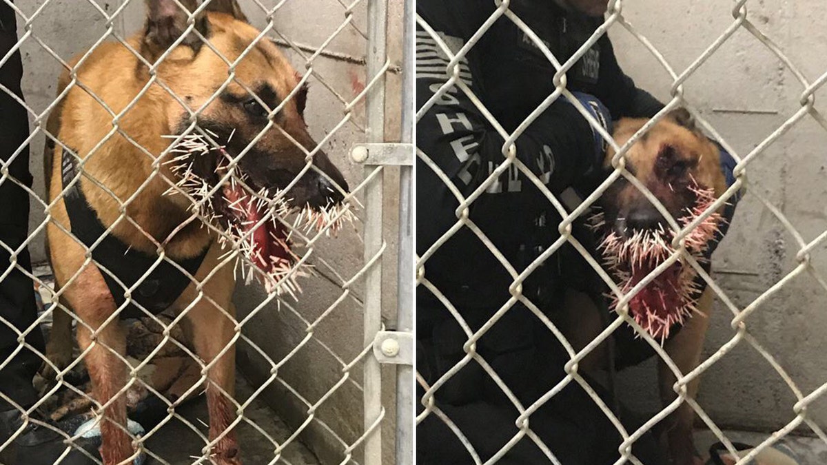 Oregon K-9 officer stuck with more than 200 porcupine quills while