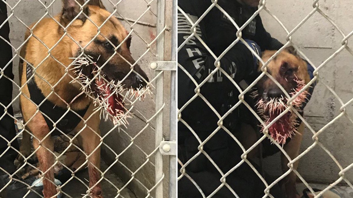K-9 officer Odin received a face-full of porcupine quills while pursuing a suspect over the weekend. Both the suspect and the porcupine remain at large, police said.