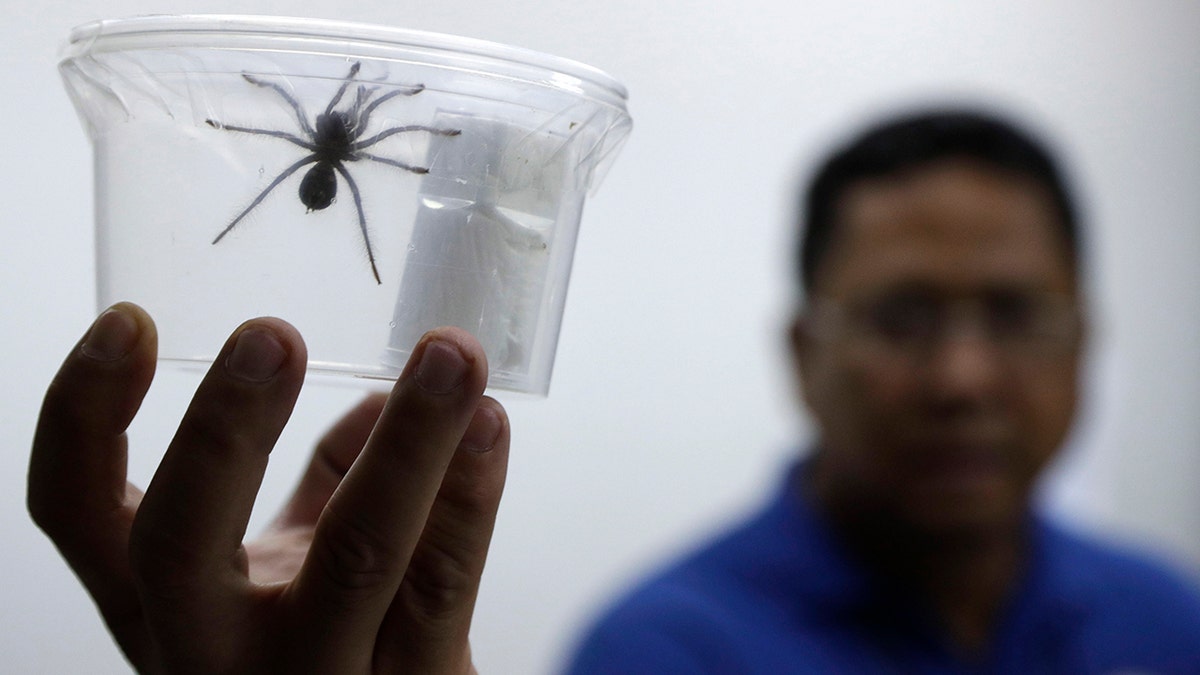 Philippine customs officials found 757 tarantulas inside gift-wrapped boxes of cookies and oatmeal at a mail exchange center near Manila's international airport on Monday. (AP Photo/Aaron Favila)