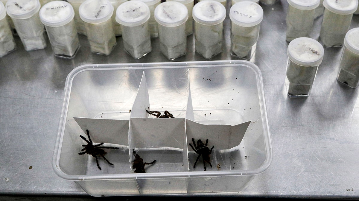 The hairy arachnids had been sent from Poland and declared as "collection items." (AP Photo/Aaron Favila)