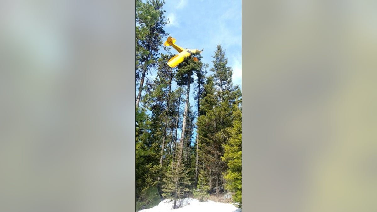 A small airplane crashed on top of a tree when the aircraft lost power. 