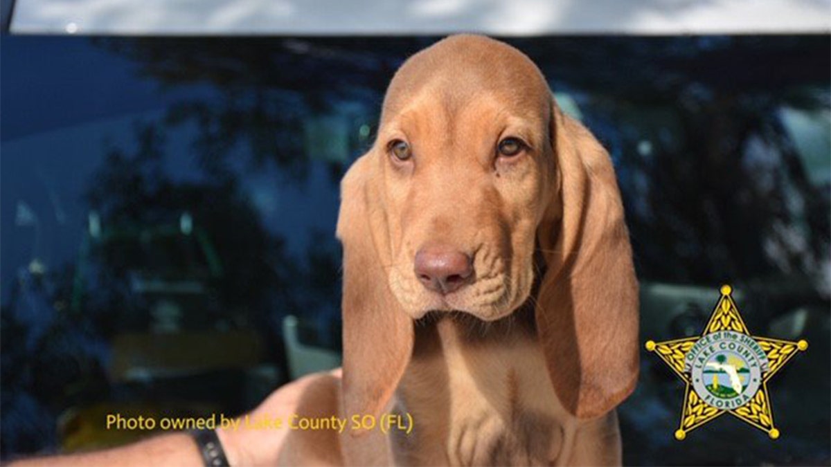 "Rommel" the bloodhound was renamed after people complained the dog shared its name with a general who served under Adolf Hitler.