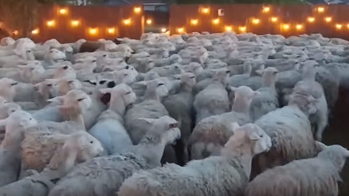 Sheep invade backyard