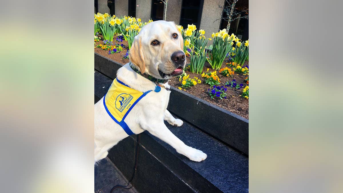 Spike works on his commands every day, but "speak" was probably his toughest to master.