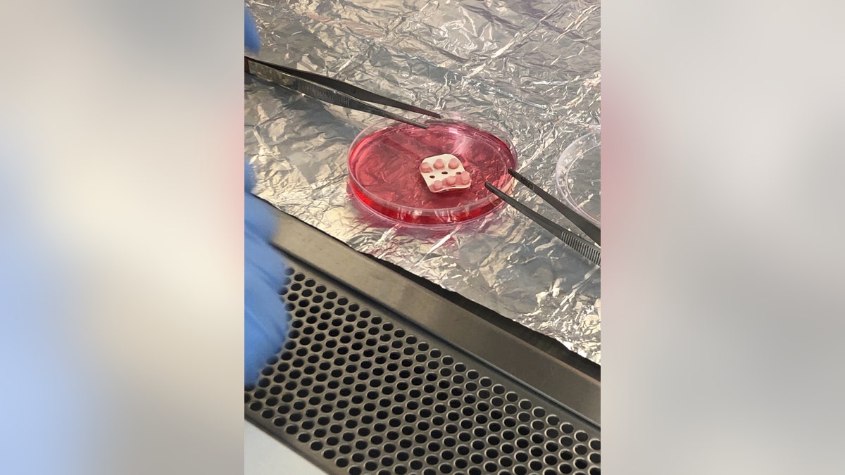 MIT’s tissue chip research (International Space Station U.S. National Lab)