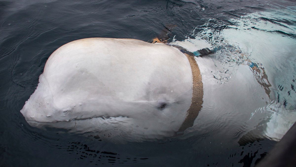 A beluga whale is seen as it swims next to a fishing boat before Norwegian fishermen removed the tight harness, swimming off the northern Norwegian coast Friday, April 26, 2019.