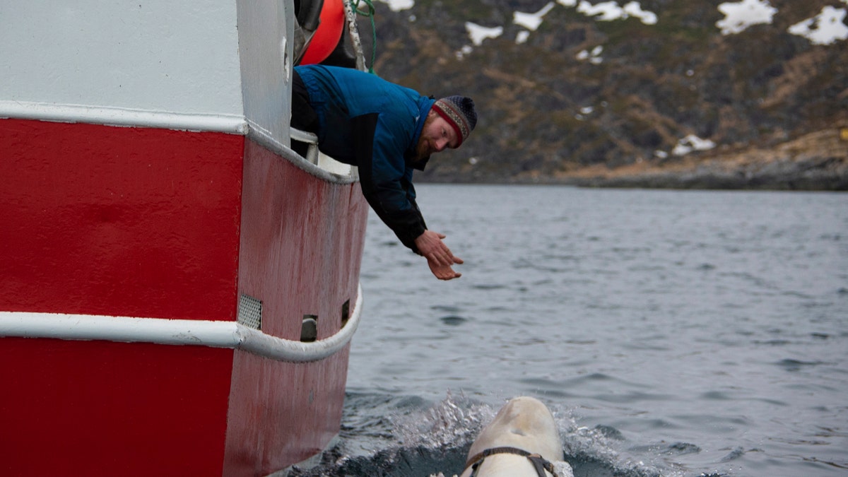 Norwegian fisherman Joar Hesten tries to attract a beluga whale swimming next to his boat before the Norwegian fishermen were able to remove the tight harness, off the northern Norwegian coast Friday, April 26, 2019.