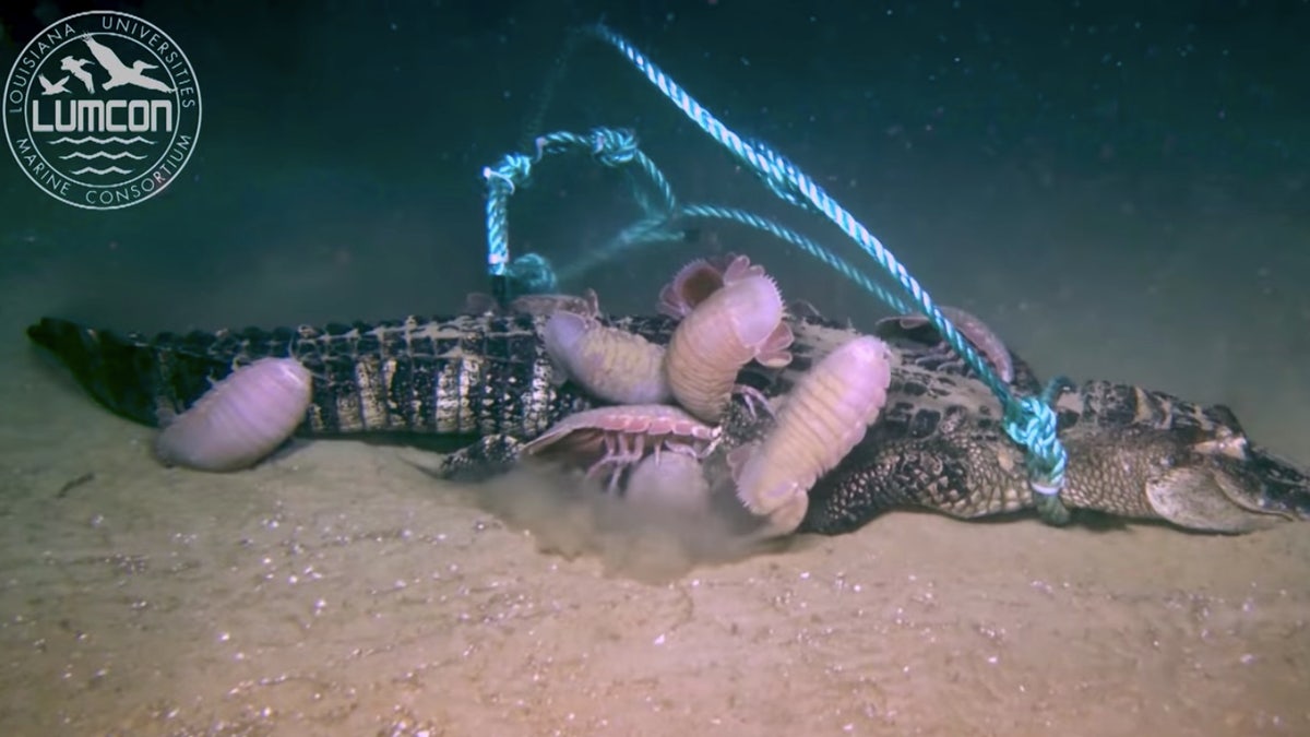 Giant isopods feed on an alligator carcass at the bottom of the Gulf of Mexico.