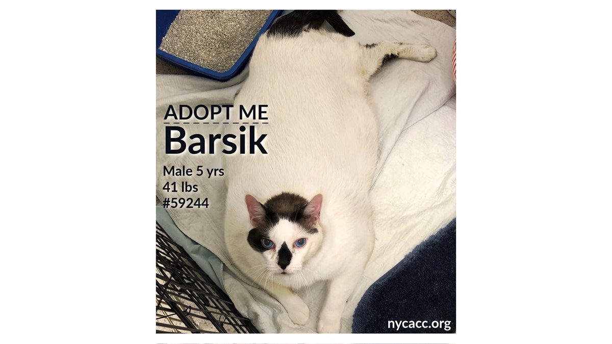 Barsik, a 41-pound cat, arrived at Animal Care Centers of NYC Saturday and has been put up for adoption. 