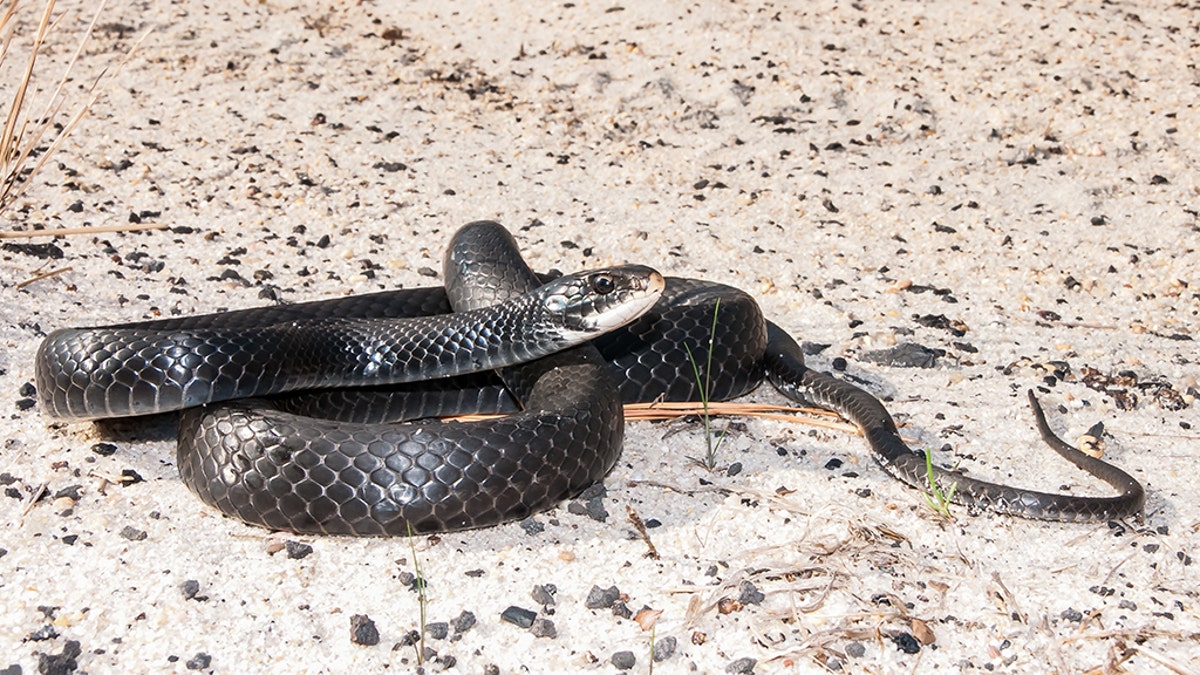 A close up of a Southern Black Racer coiled up on a dirt road in Florida. (iStock)