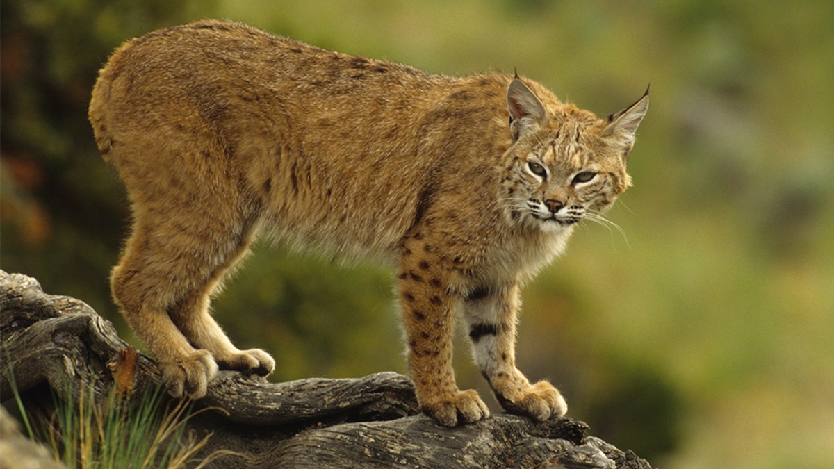 A bobcat, like the one pictured above, briefly escaped its enclosure after vandals cut the locks off, police said.