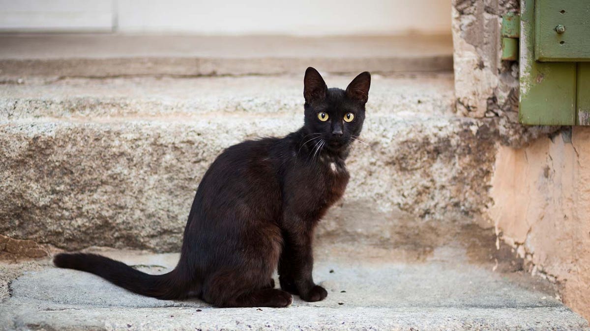 Video of black cat banging door knocker goes wildly viral on