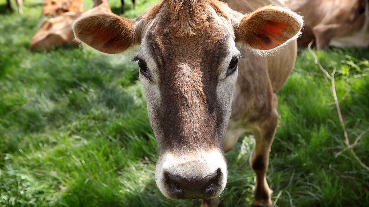 FILE - Bovine TB primarily affects the animal’s respiratory tract, but can also spread to other parts of the body, according to MDARD's website. (Associated Press)