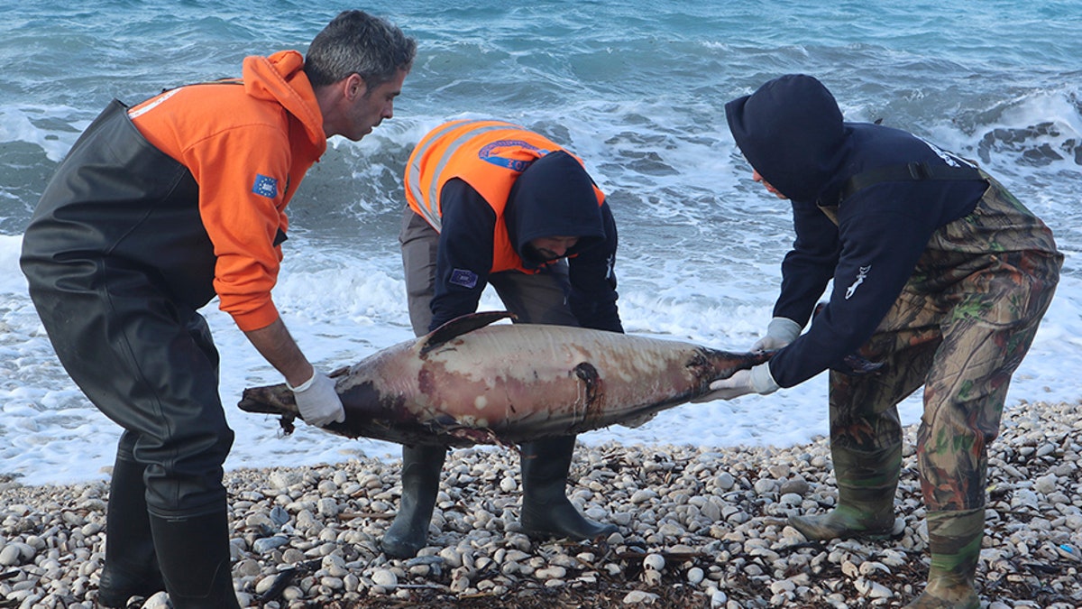 Archipelagos Institute of Marine Conservation members carry a dead dolphin at a beach on Greece's Samos island in February.