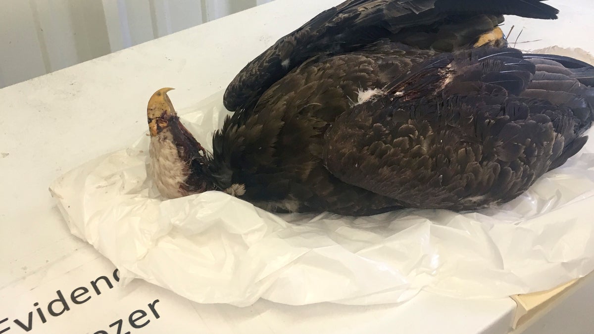 Authorities are trying to find whomever is responsible for the deadly shooting of a “mature” bald eagle in Arkansas last month, officials said Friday. (Arkansas Game and Fish Commission via AP)