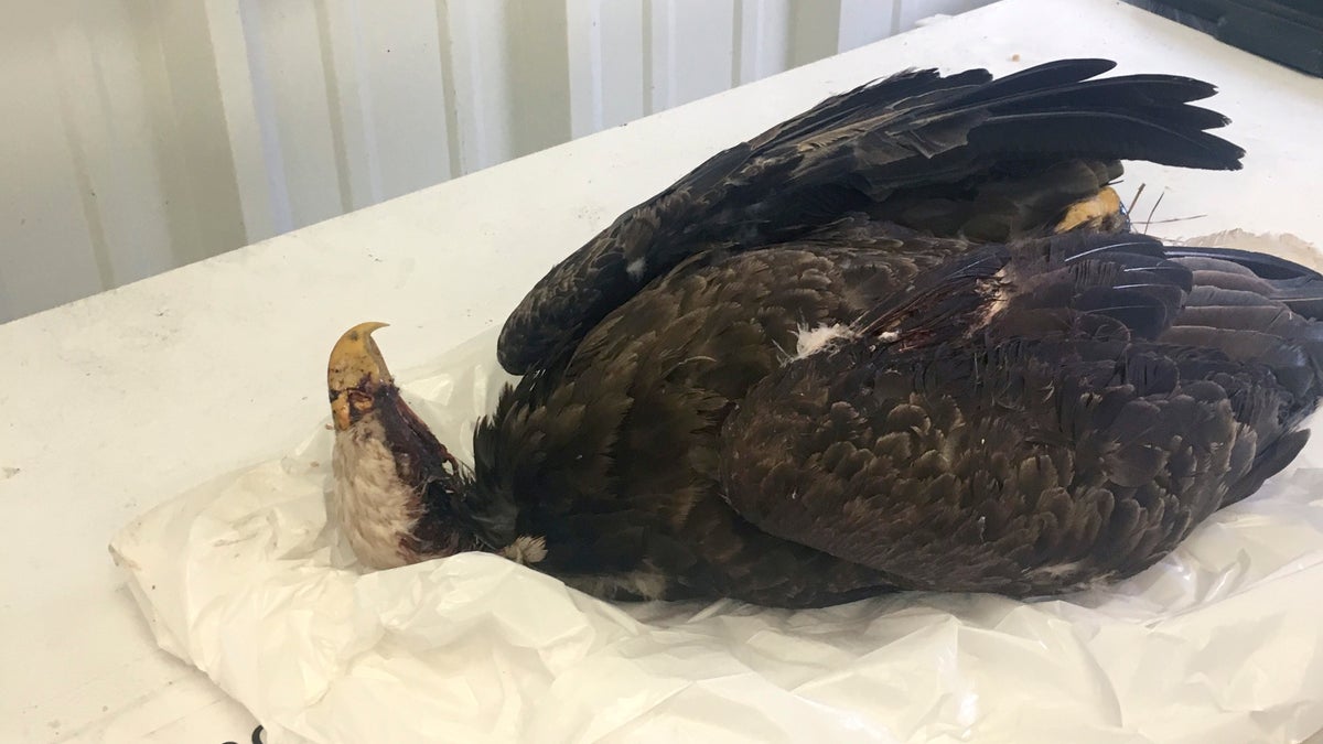 Authorities are trying to find whomever is responsible for the deadly shooting of a “mature” bald eagle in Arkansas last month, officials said Friday. (Arkansas Game and Fish Commission via AP)