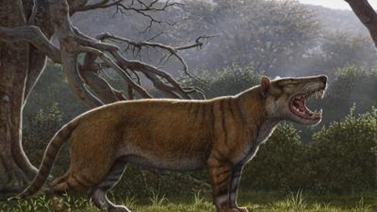Simbakubwa kutokaafrika, a gigantic carnivore known from most of its jaw, portions of its skull, and parts of its skeleton, was a hyaenodont that was larger than a polar bear. (Credit: Mauricio Anton)