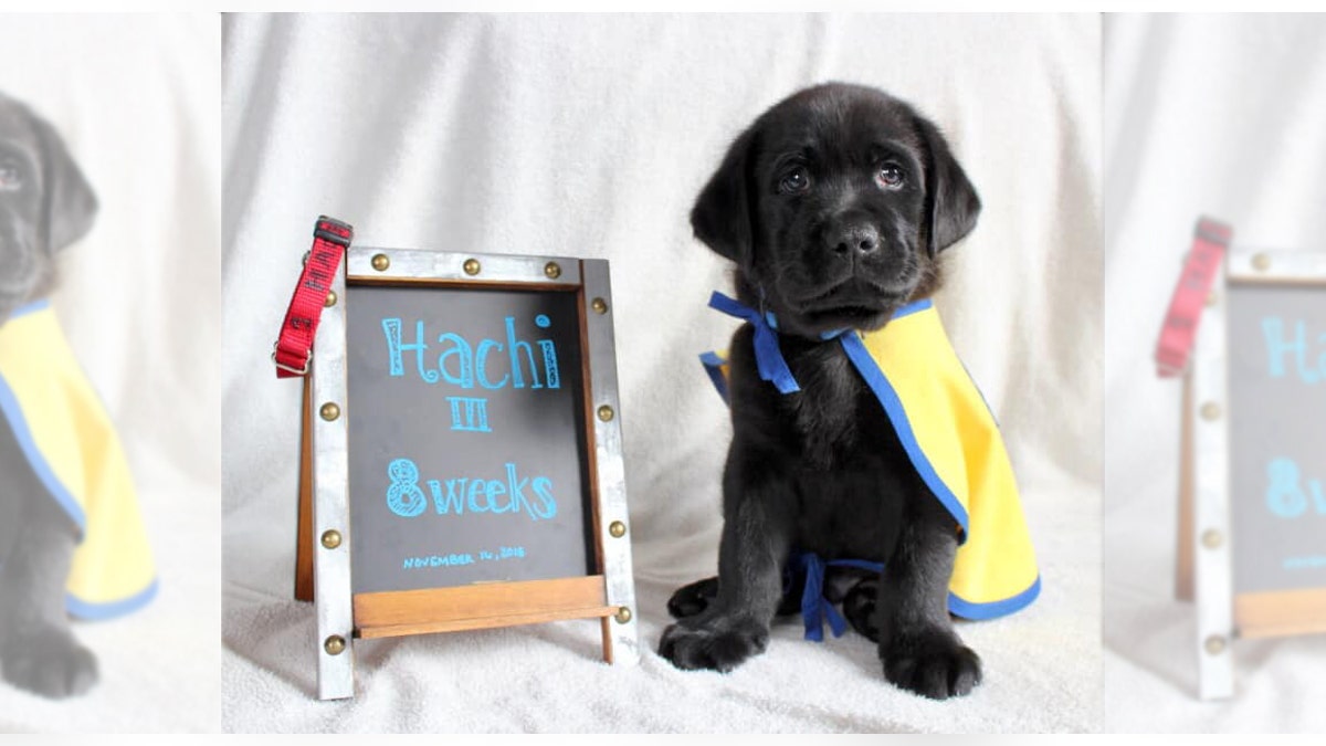 Hachi is the sixth dog Kristin Buchheit has raised for those with disabilities.