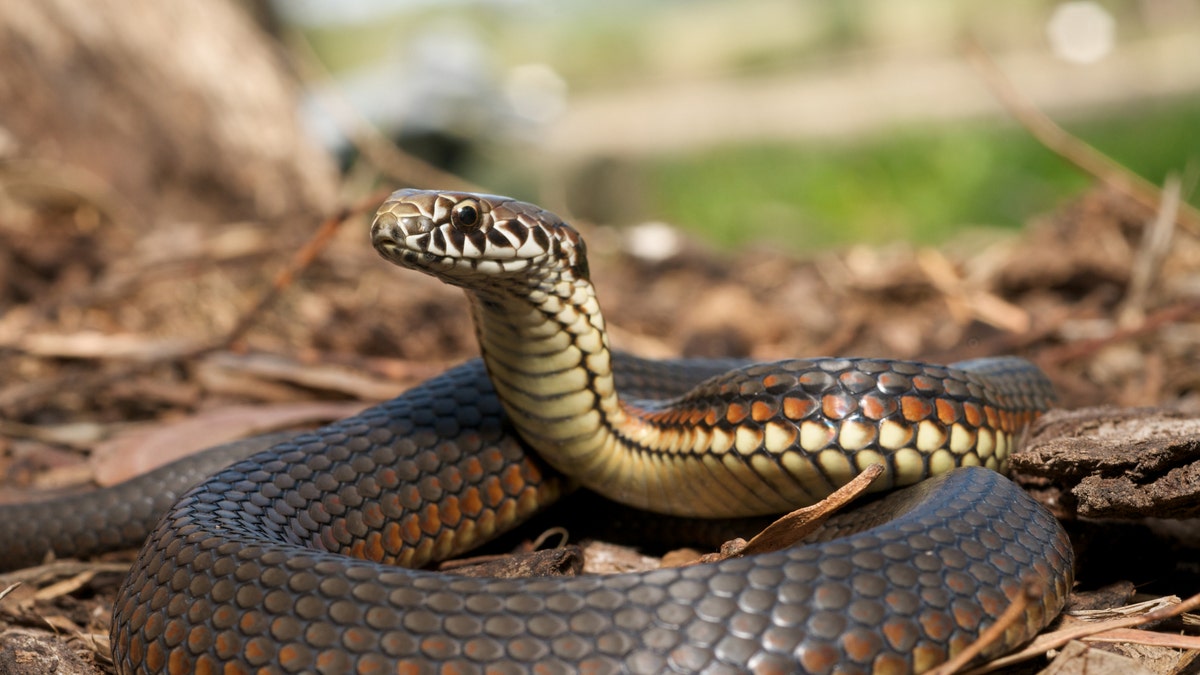 “ATTENTION - there will be no snakes at this Friday's Anti Prom at the library. There was a typo in a local paper that said we will have snakes. We will have snacks. Snacks is what we will have,” the message read.