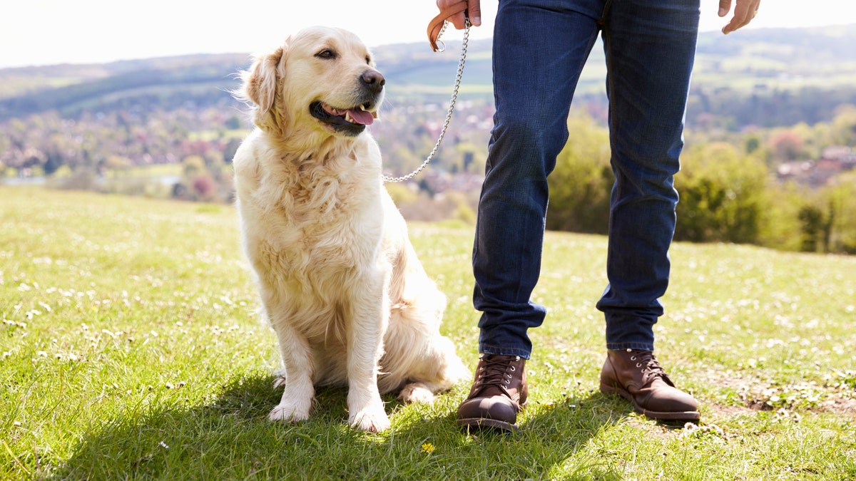 “Our findings should be used to justify the provision of dog-supportive environments for walking and pet-friendly housing,” a researcher said.