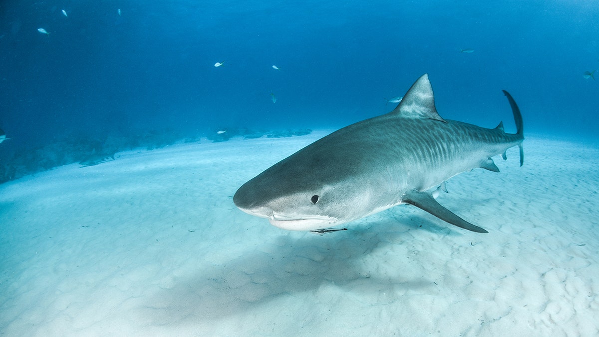 According to a new study, juvenile tiger sharks eat songbirds such as sparrows, woodpeckers and doves. Out of 105 young tiger sharks that scientists studied, 41 had bird remains in their stomachs. (Stock image)