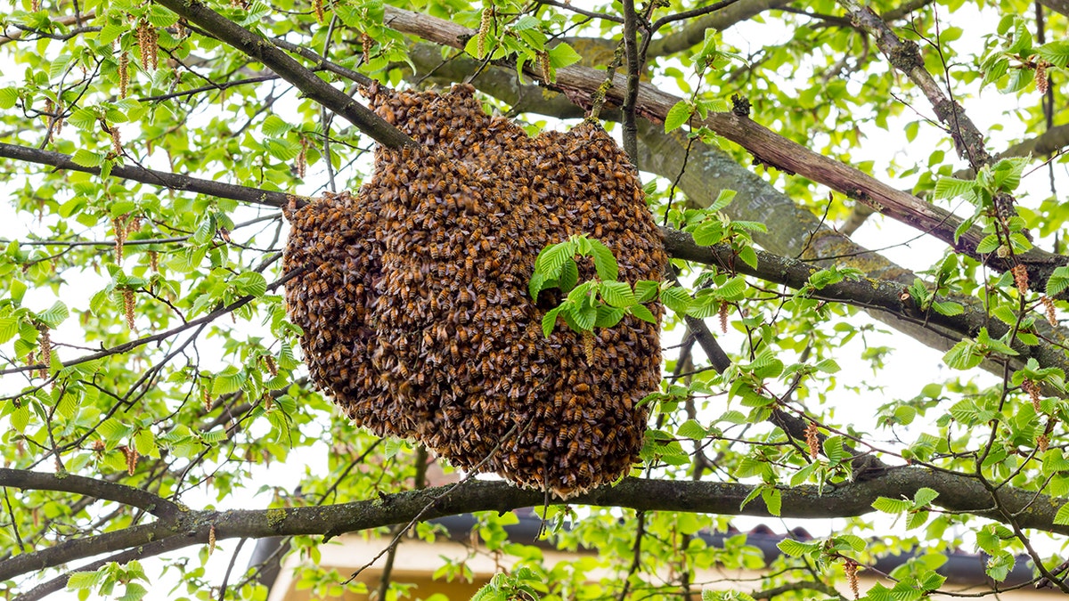 iStock-beehive