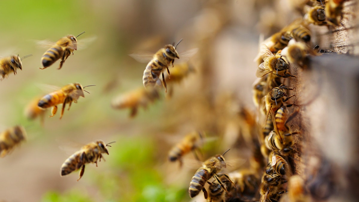 A man was killed after being attacked by a swarm of bees in Arizona on Sunday, according to police.